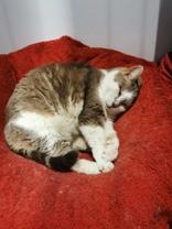 Dove, a Adoptable mixed breed in Toronto, ON image 2/2