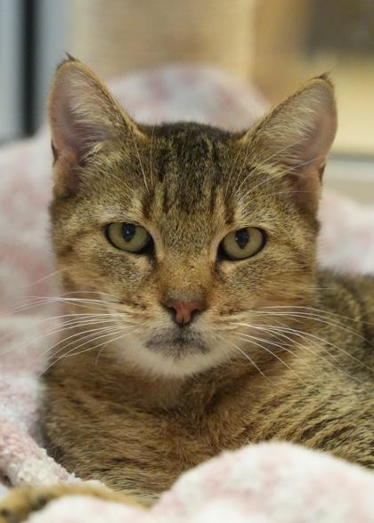 Enlarge Debby 60958, a Adoptable mixed breed in Aiken, SC image 2/2