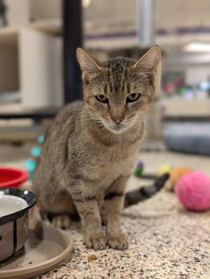 Enlarge Debby 60958, a Adoptable mixed breed in Aiken, SC image 2/2