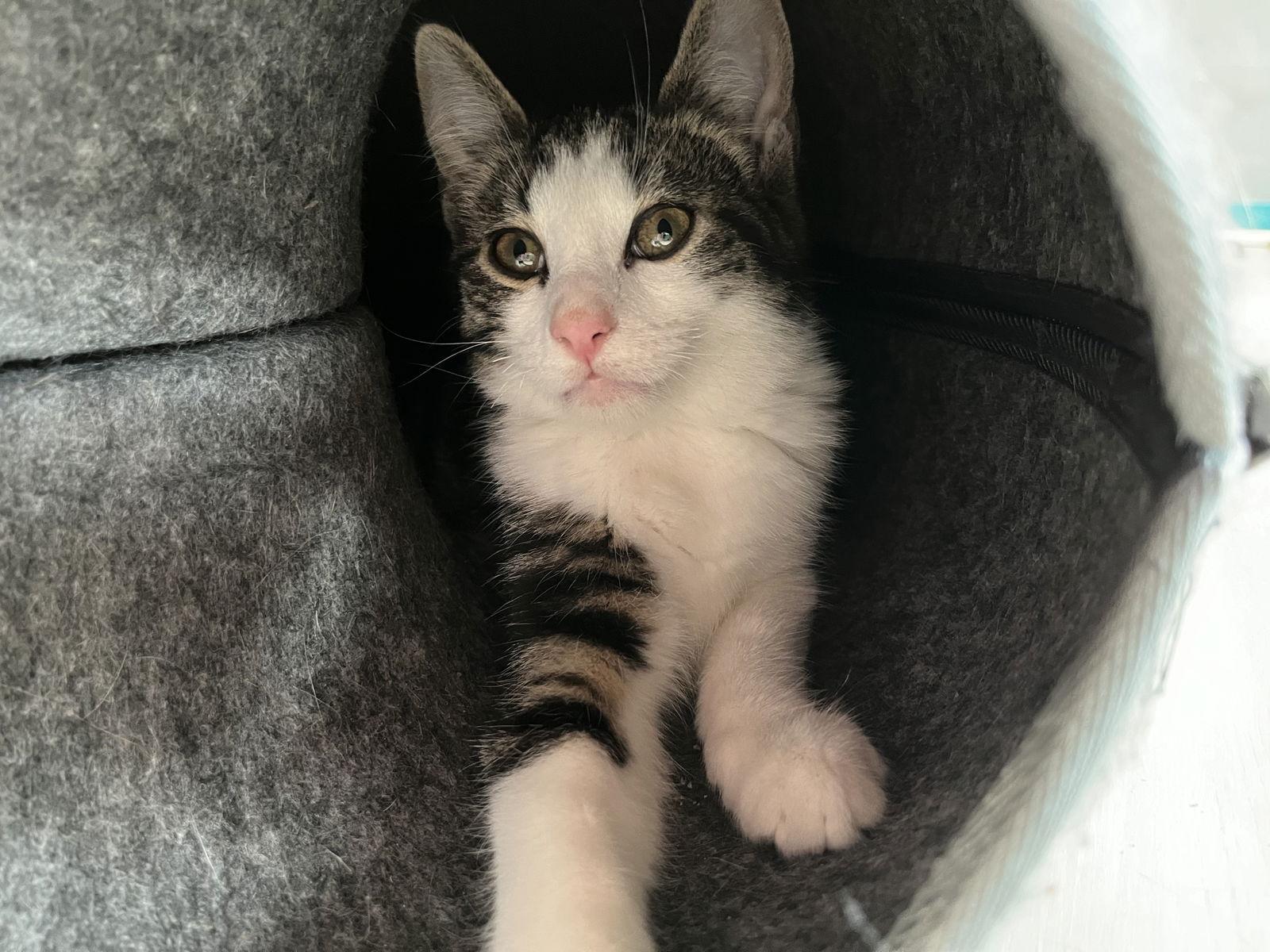 Enlarge Bijou, a Adoptable Domestic Short Hair in Pittsburgh, PA image 1/2