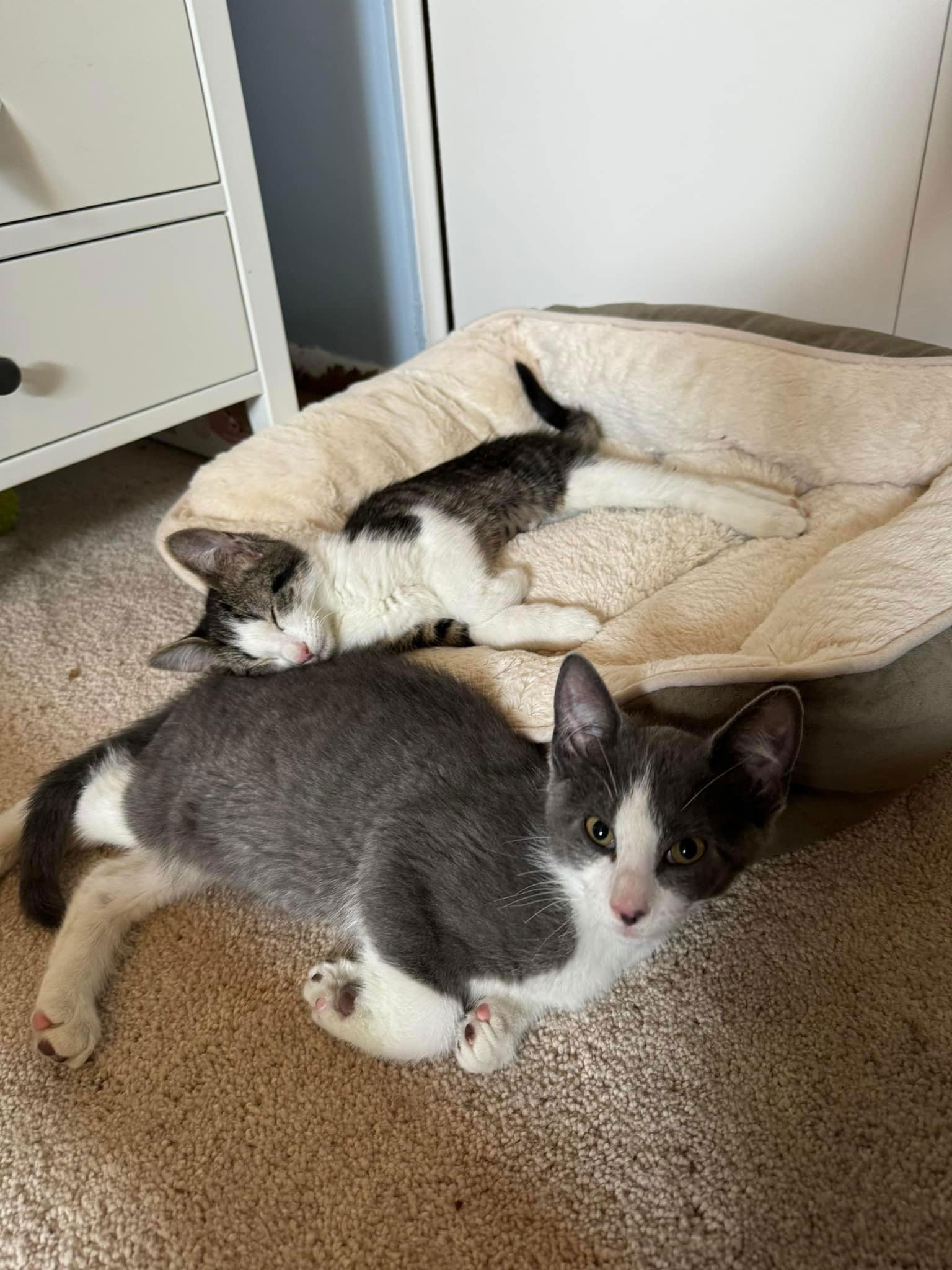 Enlarge Bijou, a Adoptable Domestic Short Hair in Pittsburgh, PA image 2/2