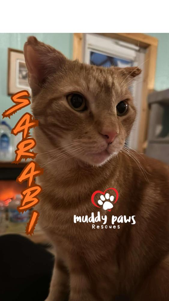 Enlarge Sarabi - Adoption Pending, a Adoptable mixed breed in Council Bluffs, IA image 1/6