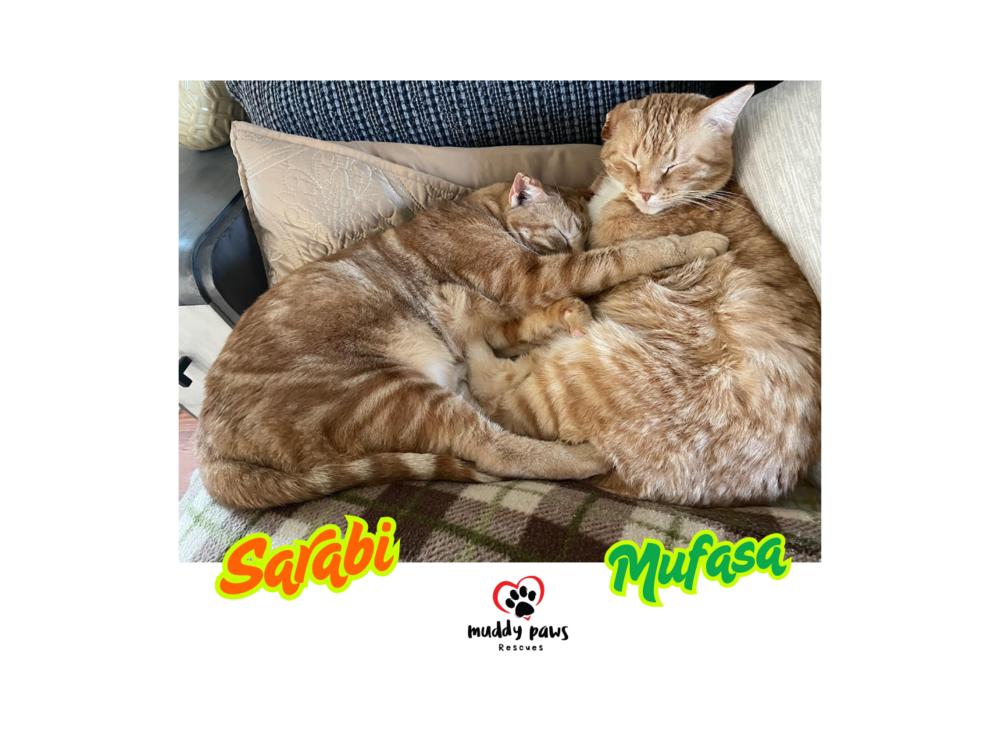 Sarabi — thumbnail 2