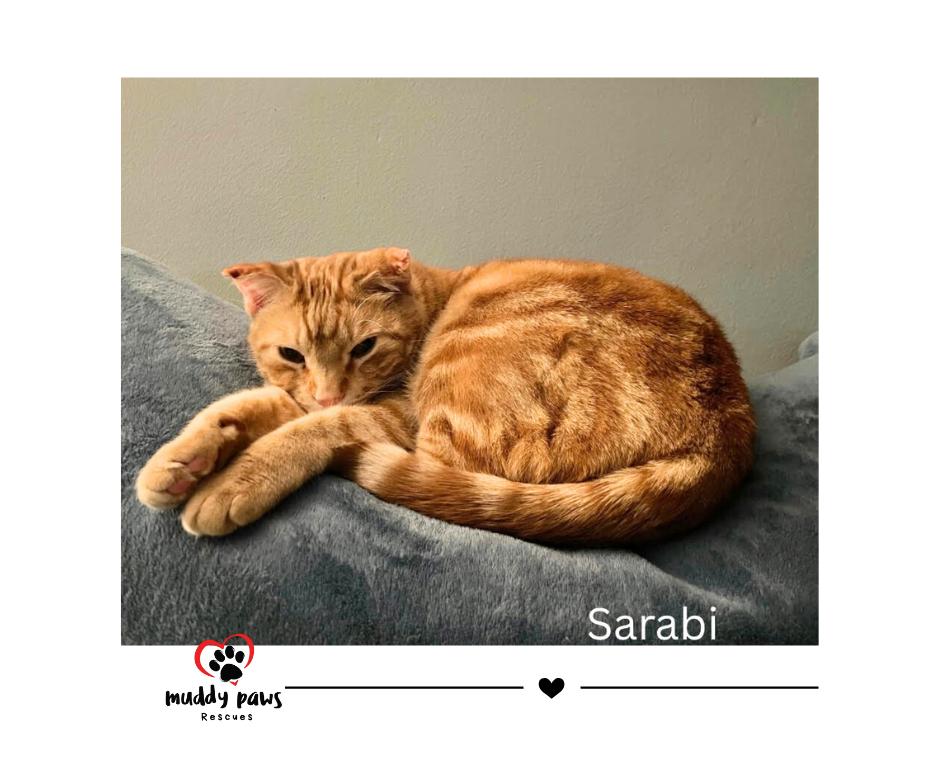 Sarabi — thumbnail 3