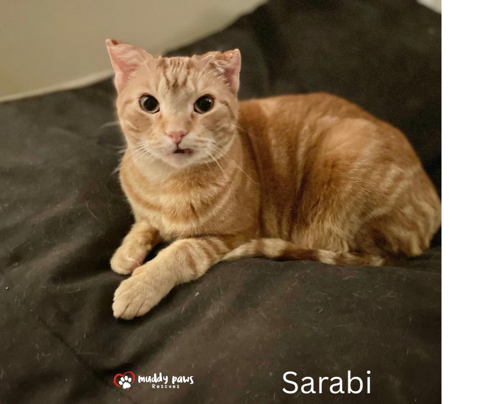Enlarge Sarabi - Adoption Pending, a Adoptable mixed breed in Council Bluffs, IA image 4/6