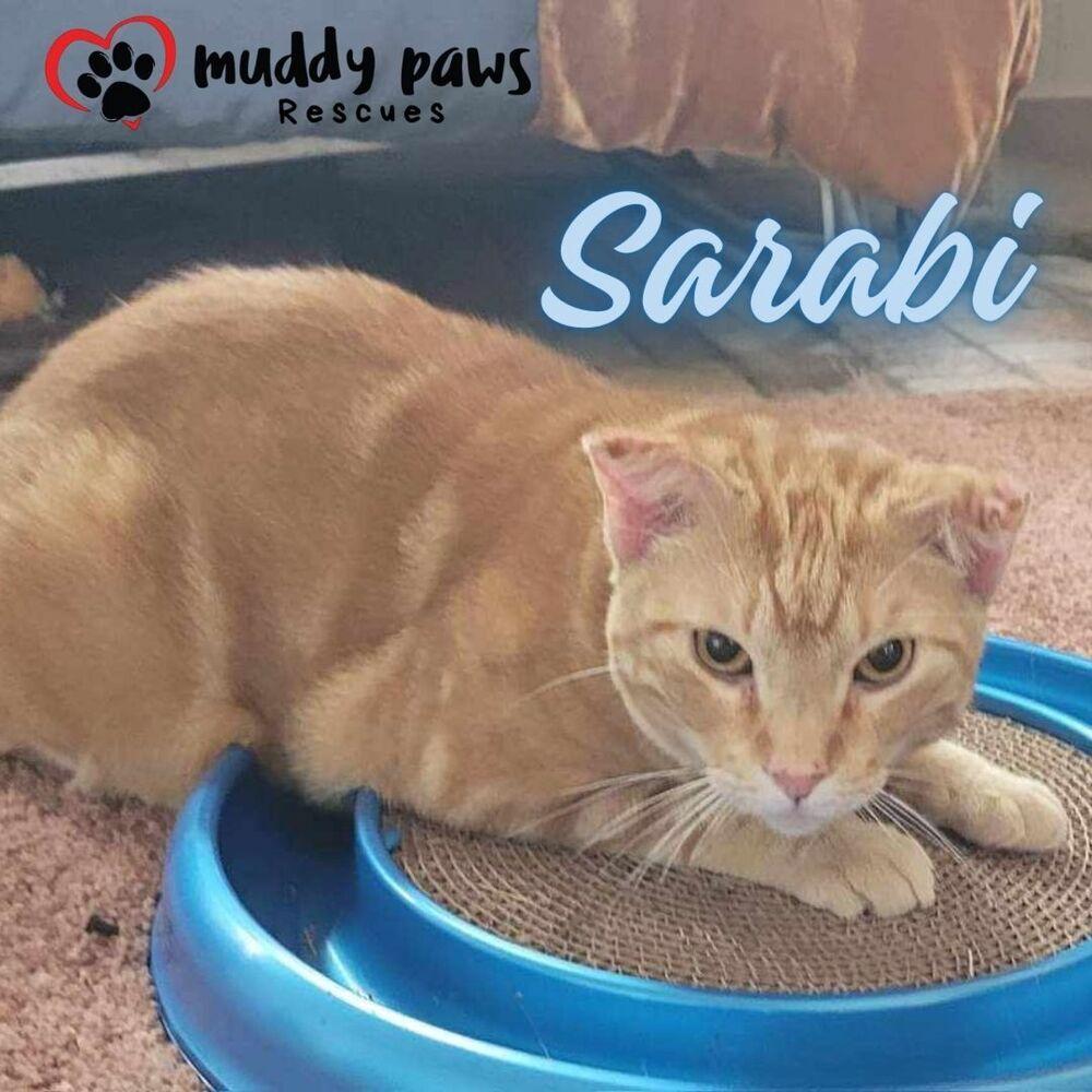 Enlarge Sarabi - Adoption Pending, a Adoptable mixed breed in Council Bluffs, IA image 5/6