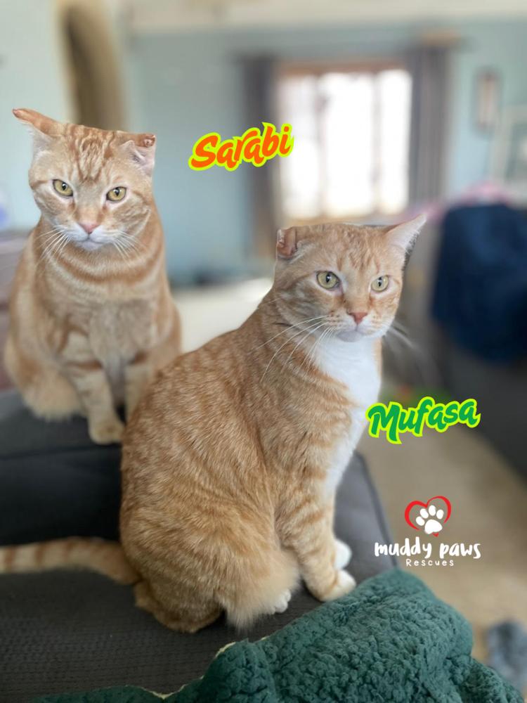 Enlarge Sarabi - Adoption Pending, a Adoptable mixed breed in Council Bluffs, IA image 6/6