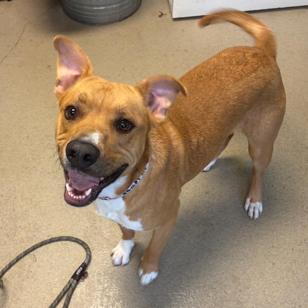 Dexter, Adoptable, Adult Male Mixed Breed.