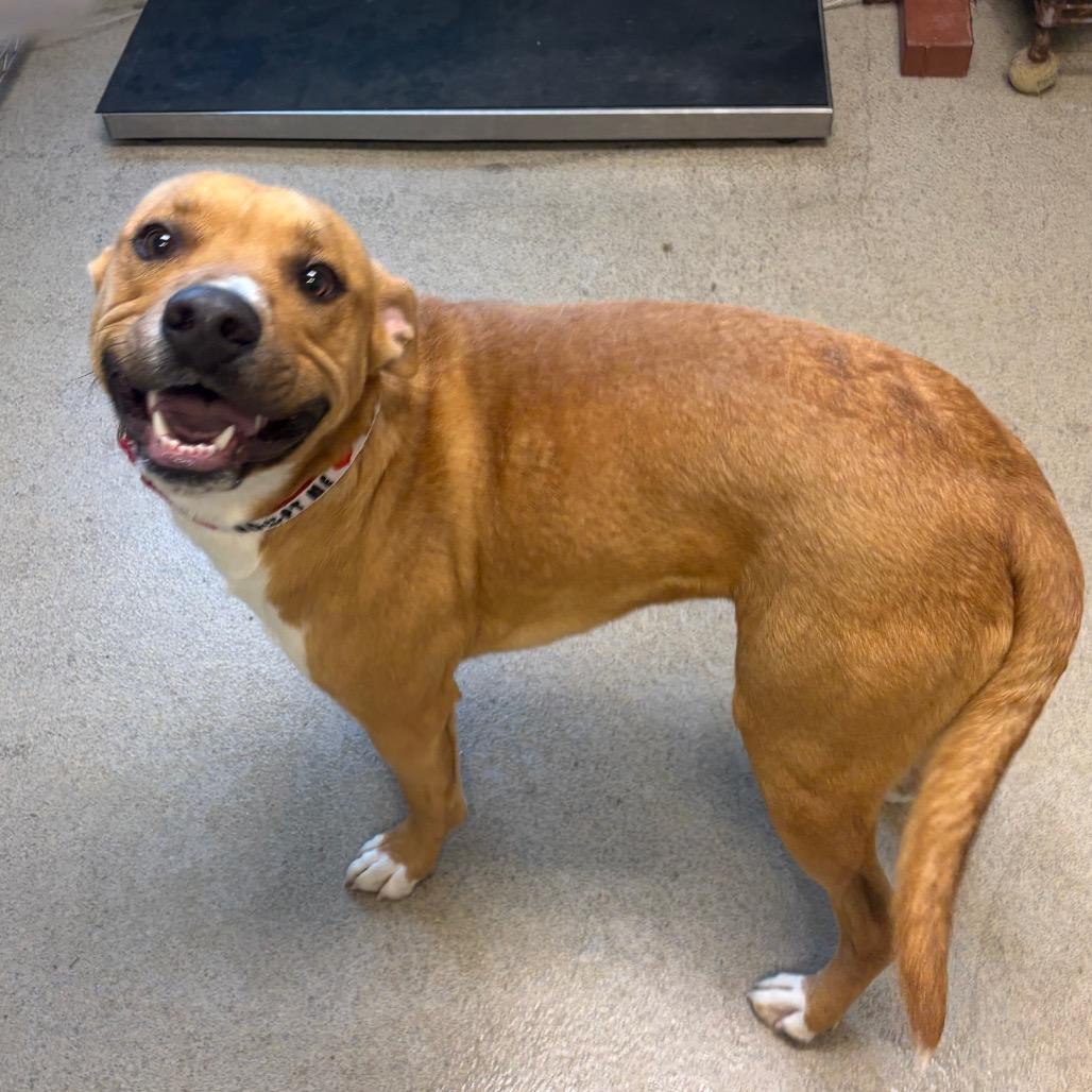 Enlarge Dexter, a Adoptable Mixed Breed in Fredericksburg, VA image 2/6