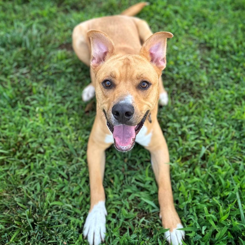 Enlarge Dexter, a Adoptable Mixed Breed in Fredericksburg, VA image 3/6