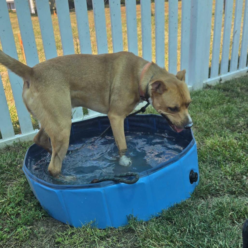 Enlarge Dexter, a Adoptable Mixed Breed in Fredericksburg, VA image 4/6