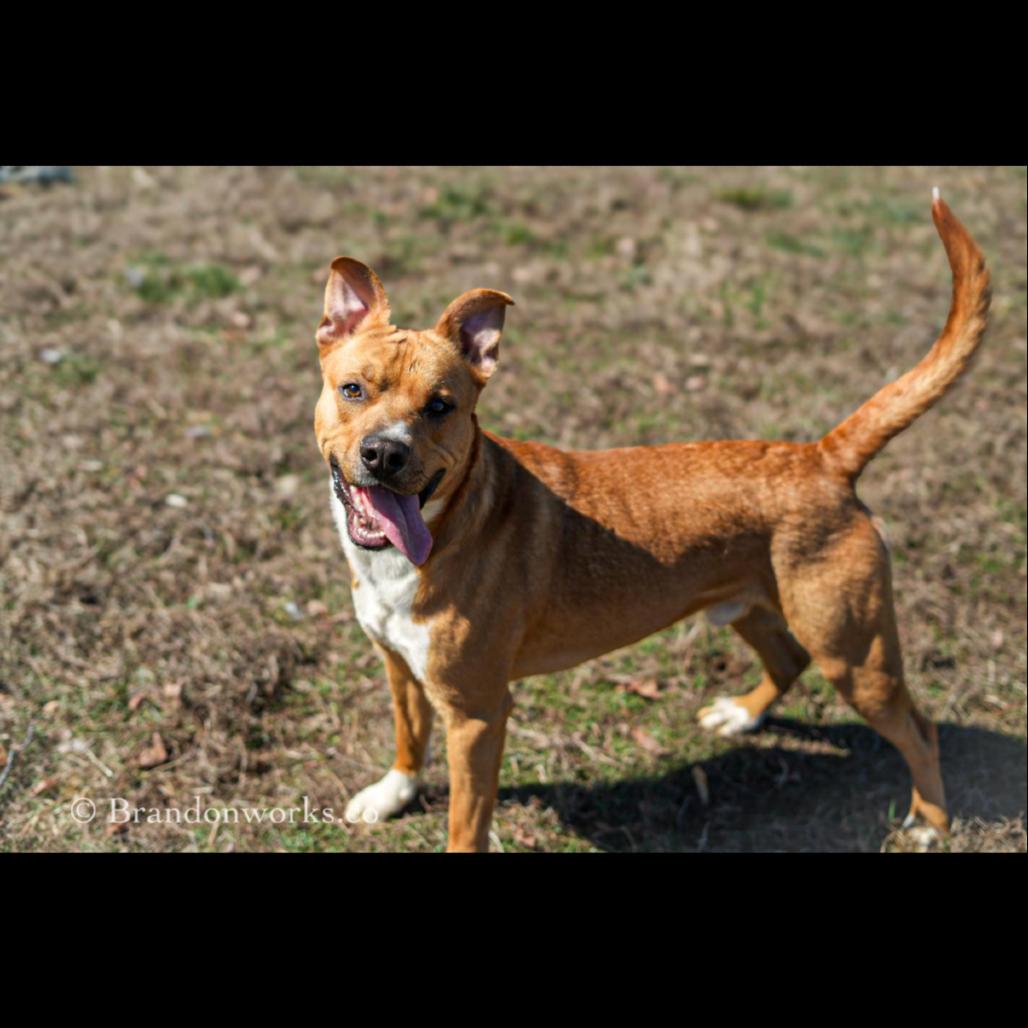 Enlarge Dexter, a Adoptable Mixed Breed in Fredericksburg, VA image 5/6