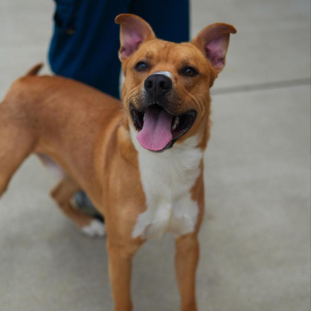 Enlarge Dexter, a Adoptable Mixed Breed in Fredericksburg, VA image 6/6