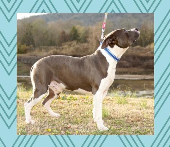 Blaze — thumbnail 3