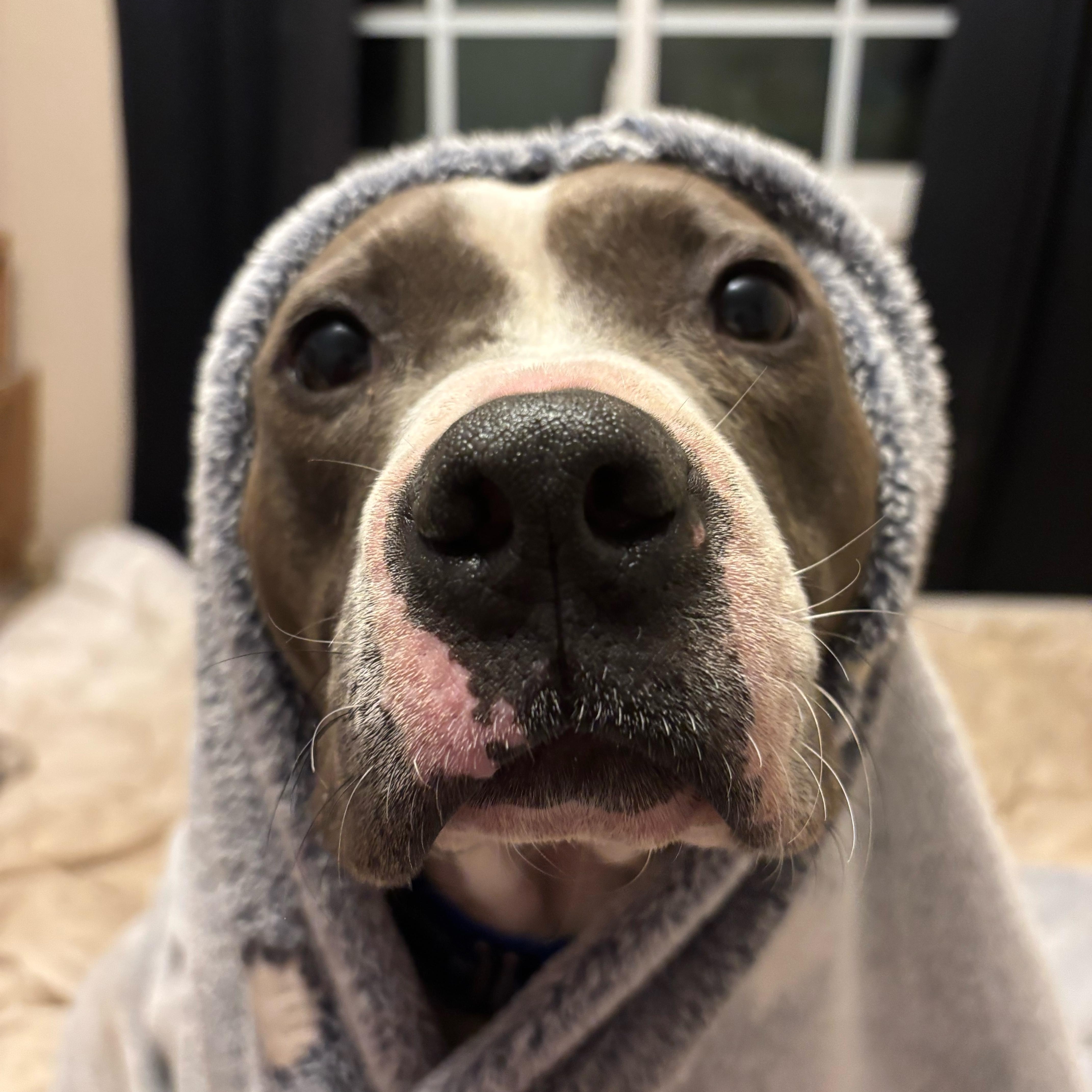 Blaze — thumbnail 5