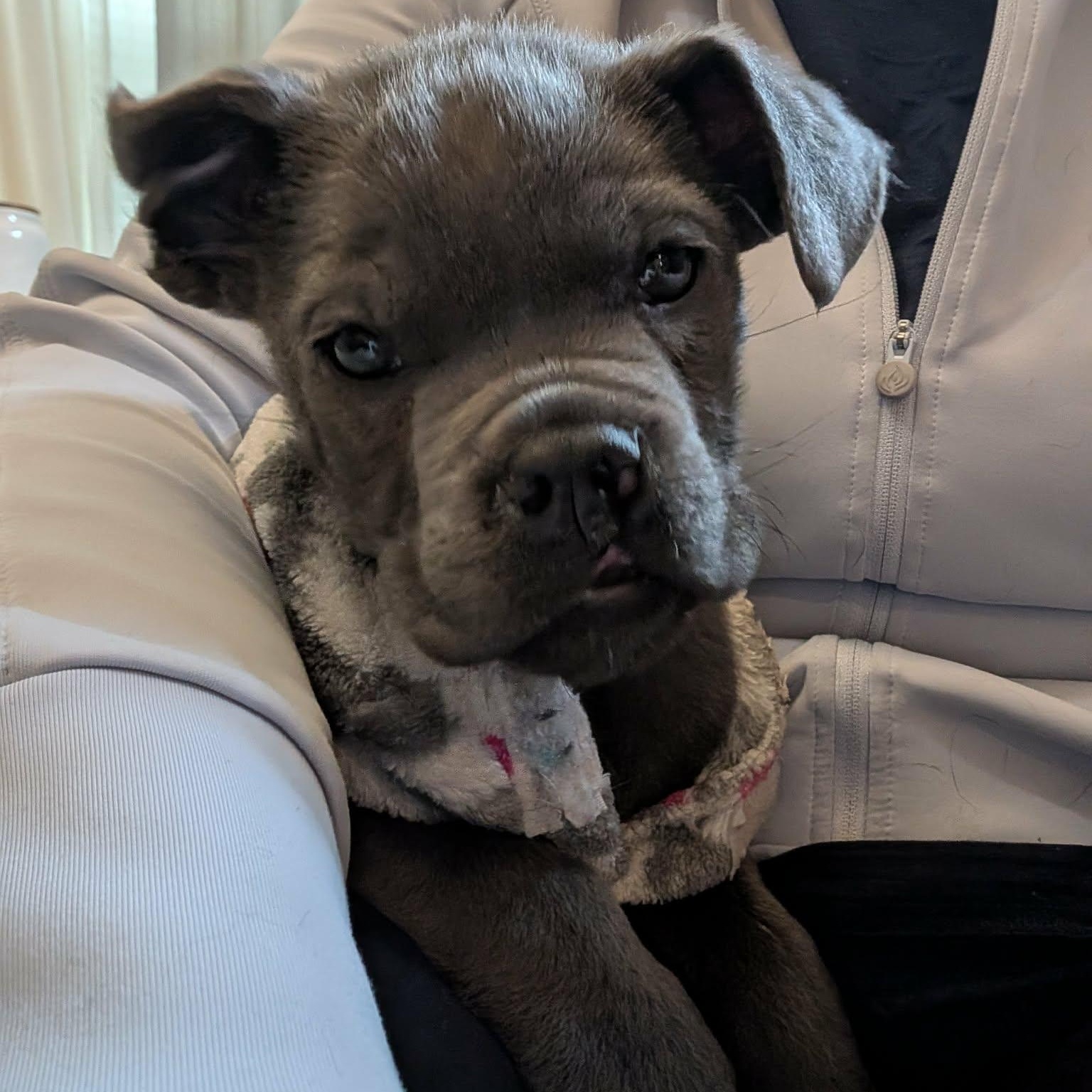 Enlarge Evie, a ADOPTABLE Cane Corso in Rochester, NY image 2/6