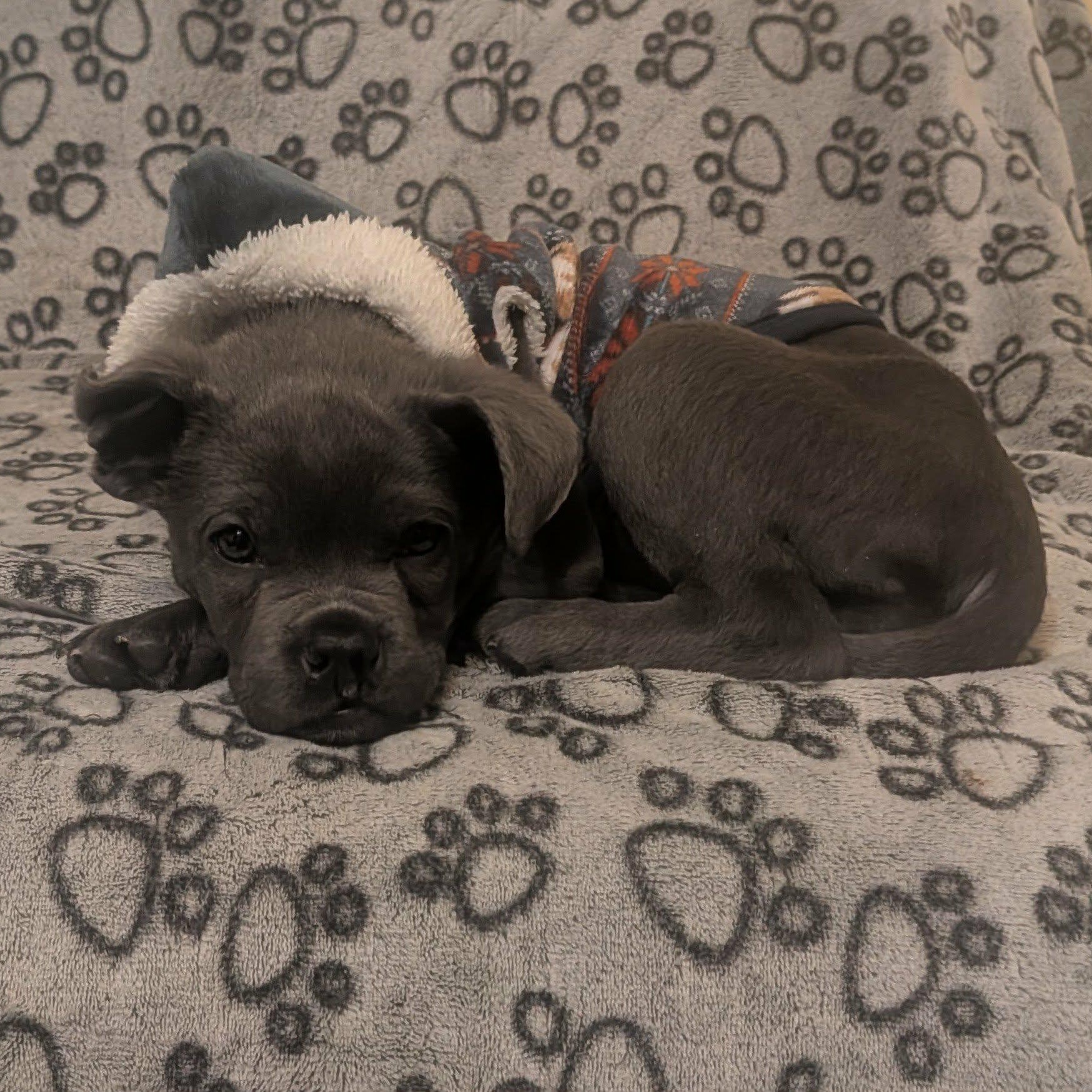 Enlarge Evie, a ADOPTABLE Cane Corso in Rochester, NY image 4/6