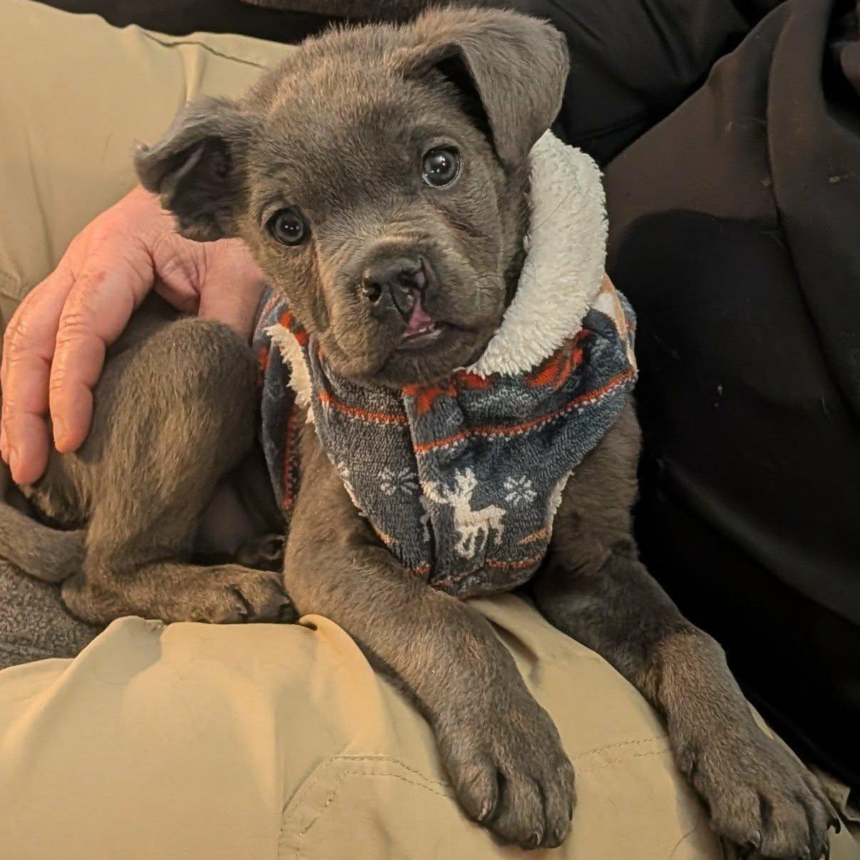 Enlarge Evie, a ADOPTABLE Cane Corso in Rochester, NY image 5/6