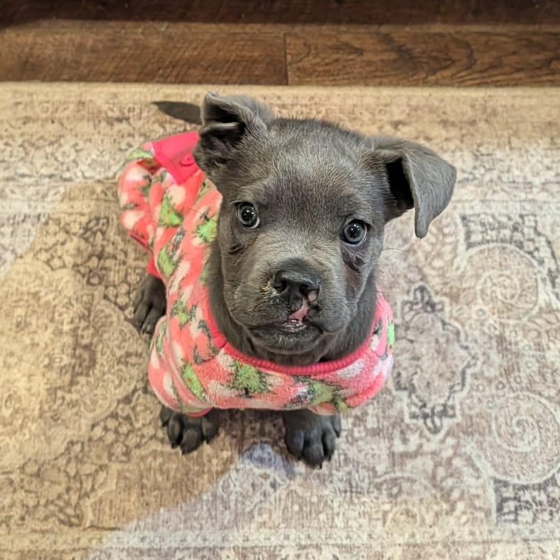 Evie, ADOPTABLE, Young Female Cane Corso.
