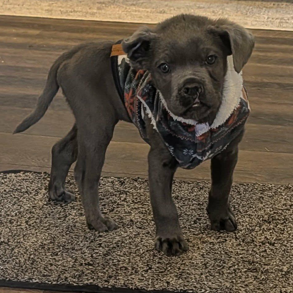 Enlarge Evie, a ADOPTABLE Cane Corso in Rochester, NY image 6/6