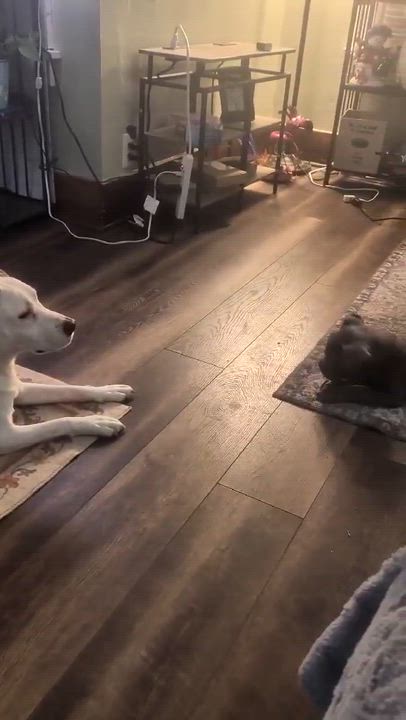 Enlarge Evie, a ADOPTABLE Cane Corso in Rochester, NY video 3/6