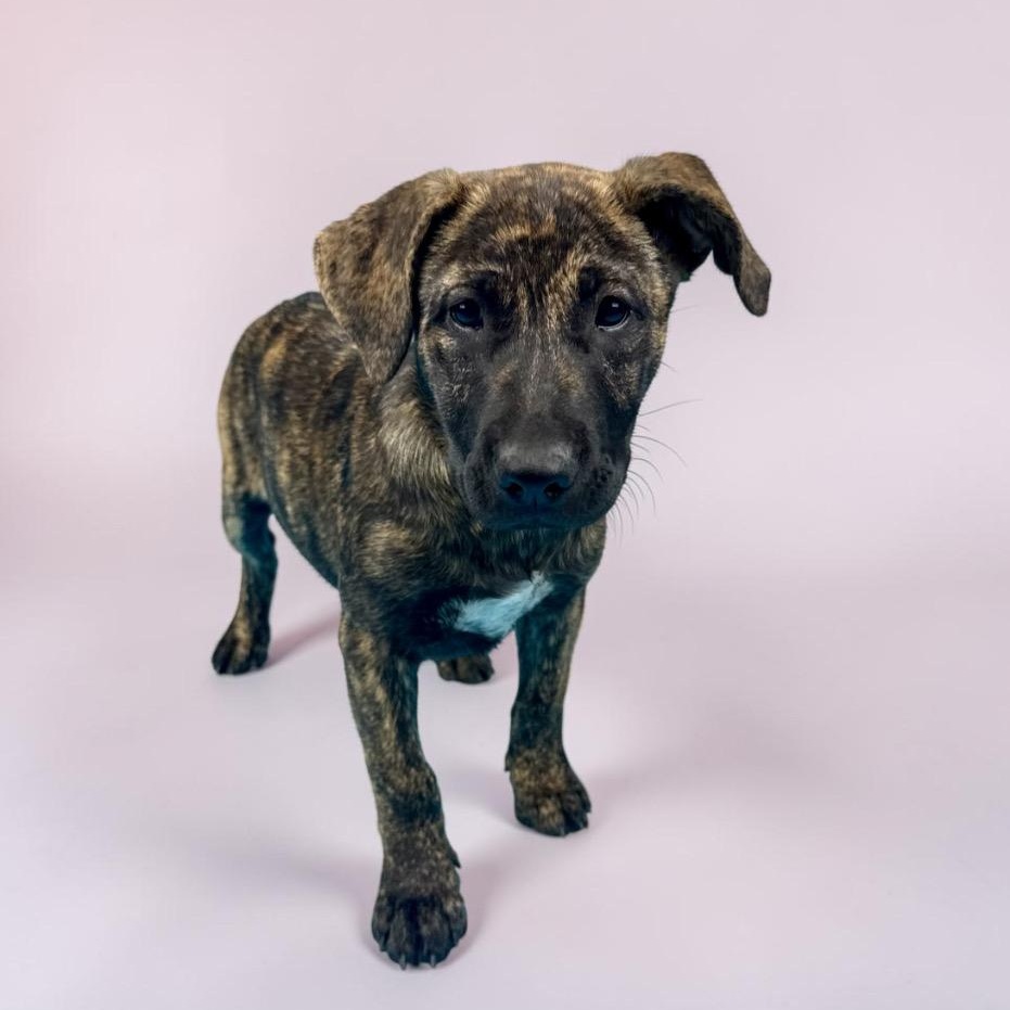Enlarge Nevada, a ADOPTABLE mixed breed in Alvin, TX image 4/5