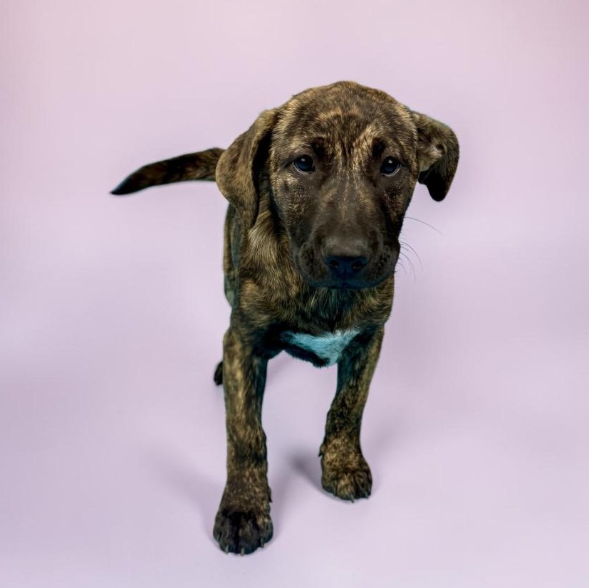 Enlarge Nevada, a ADOPTABLE mixed breed in Alvin, TX image 3/5