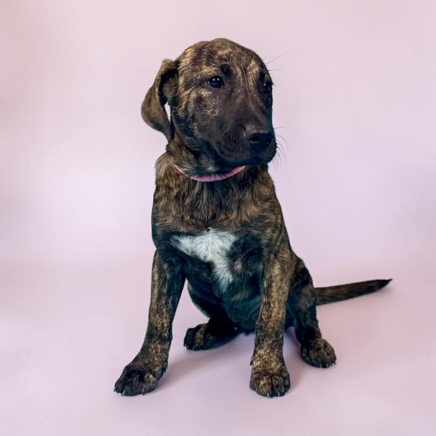 Enlarge Nevada, a ADOPTABLE mixed breed in Alvin, TX image 5/5