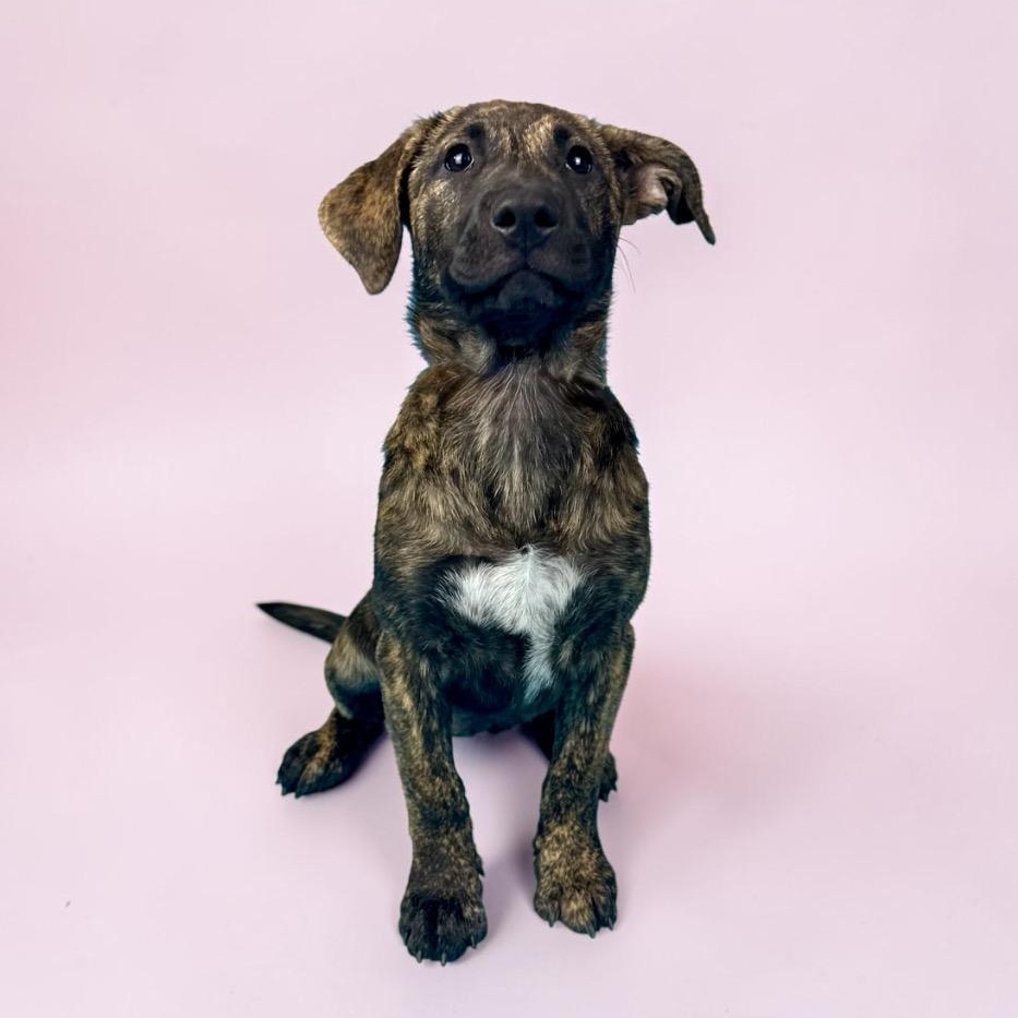 Enlarge Nevada, a ADOPTABLE mixed breed in Alvin, TX image 1/5
