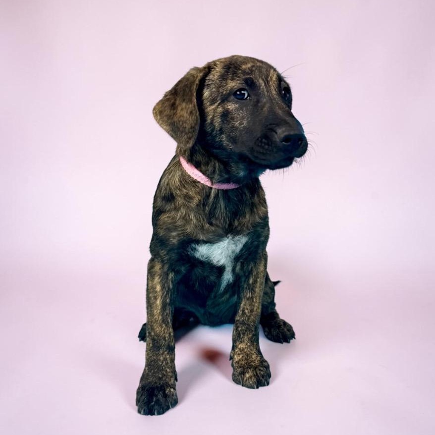 Enlarge Nevada, a ADOPTABLE mixed breed in Alvin, TX image 2/5
