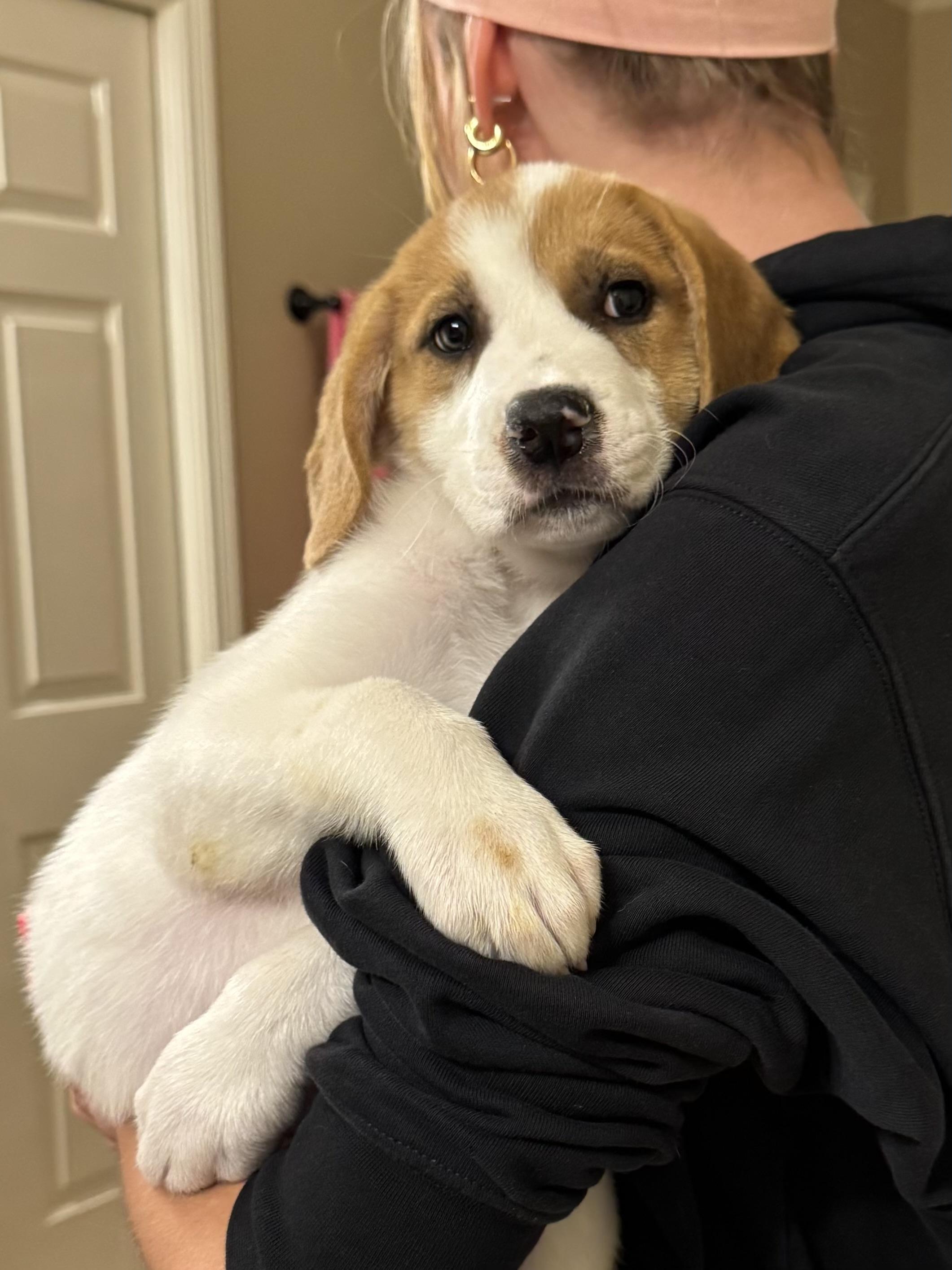 Enlarge Ivy, an adopted mixed breed in Memphis , TN image 6/6