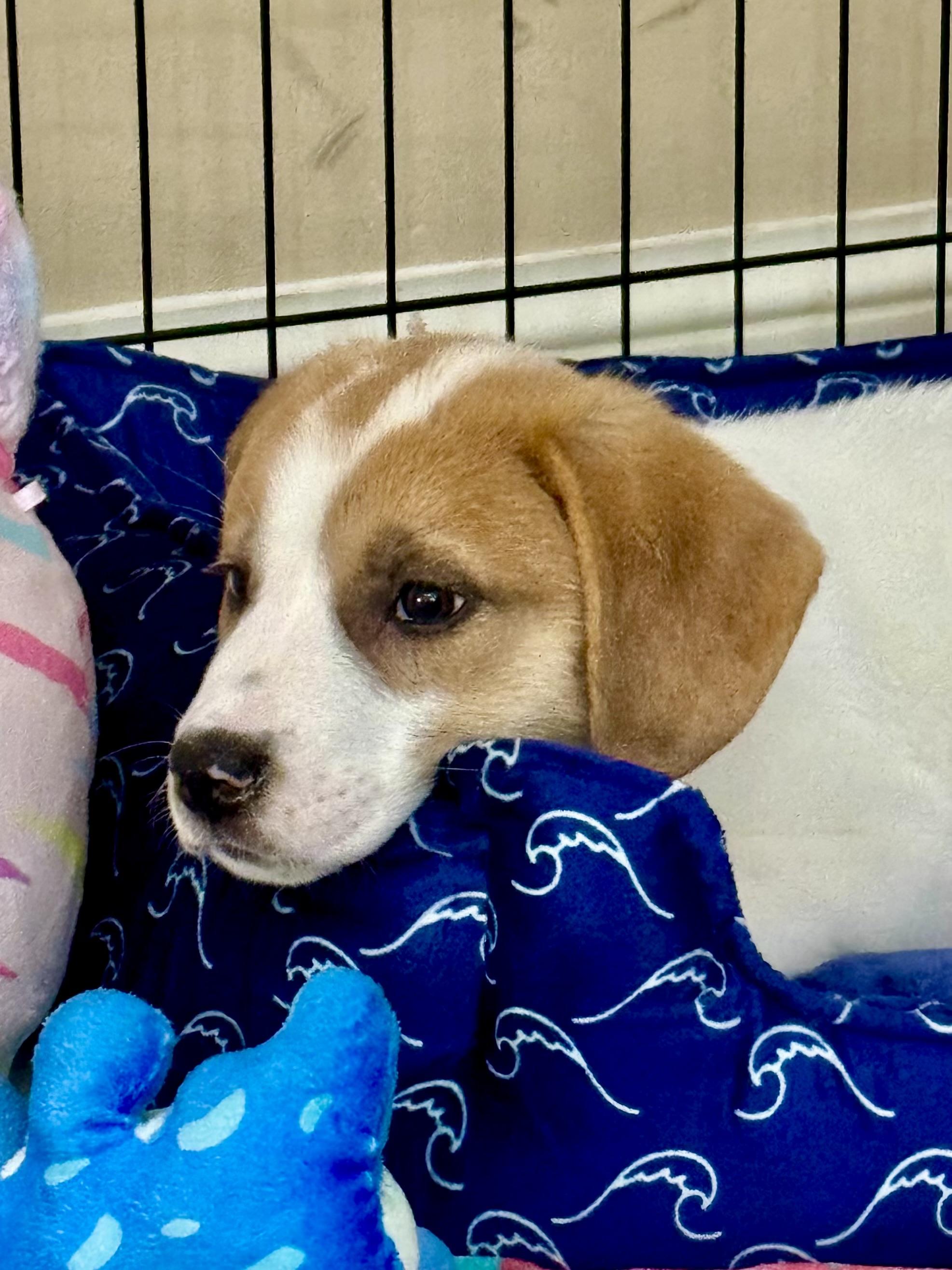 Enlarge Ivy, an adopted mixed breed in Memphis , TN image 5/6