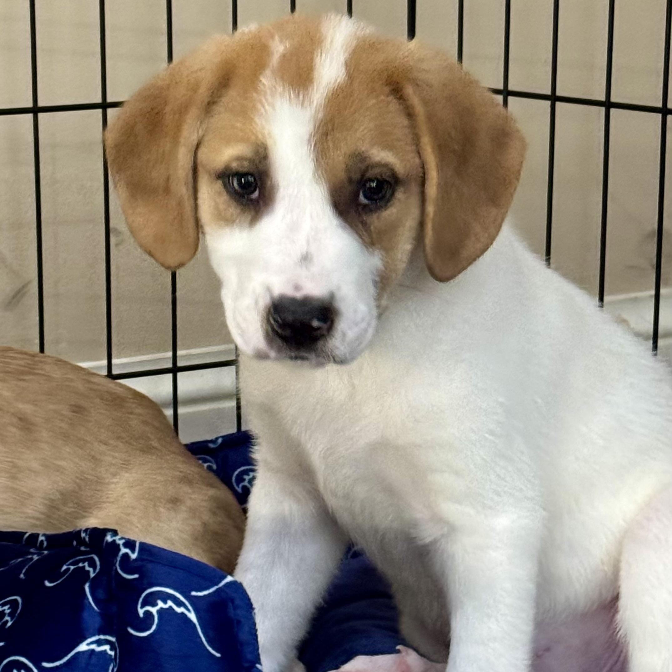 Enlarge Ivy, an adopted mixed breed in Memphis , TN image 1/6