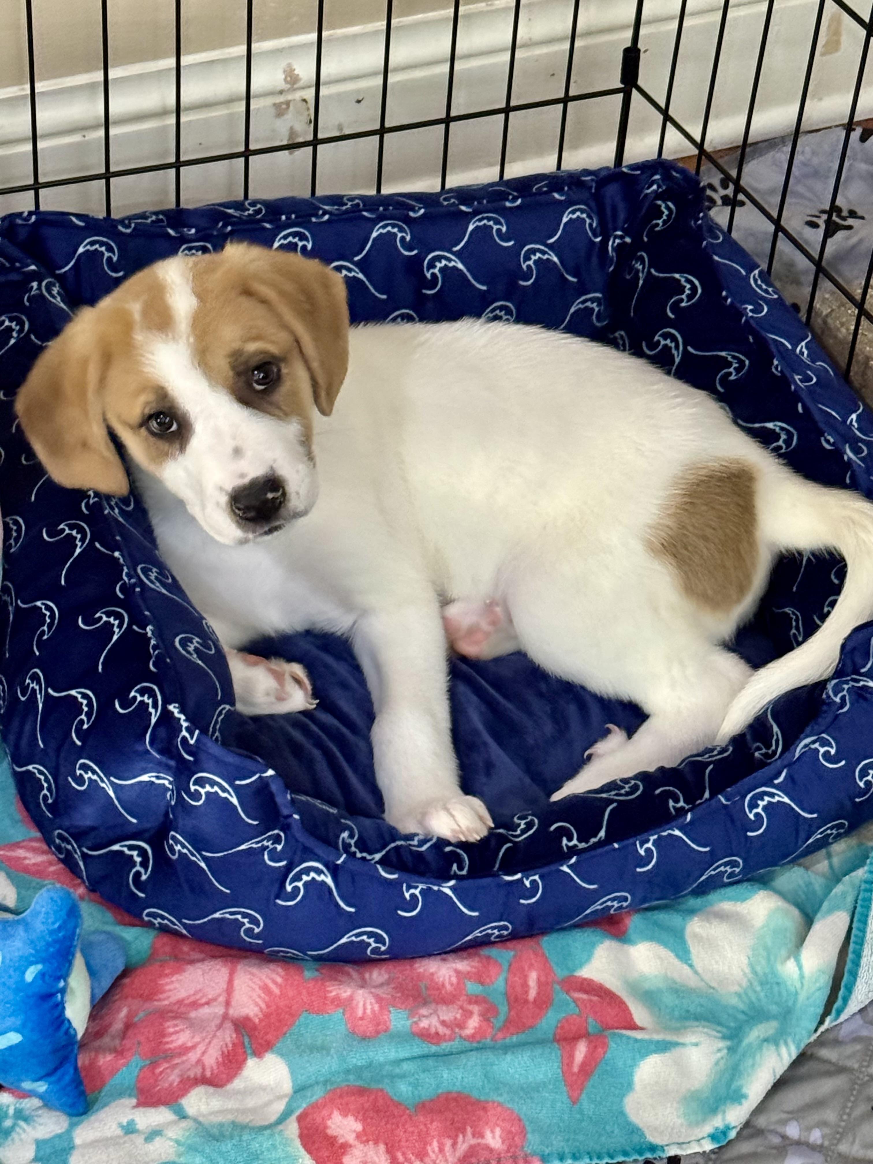 Enlarge Ivy, an adopted mixed breed in Memphis , TN image 3/6
