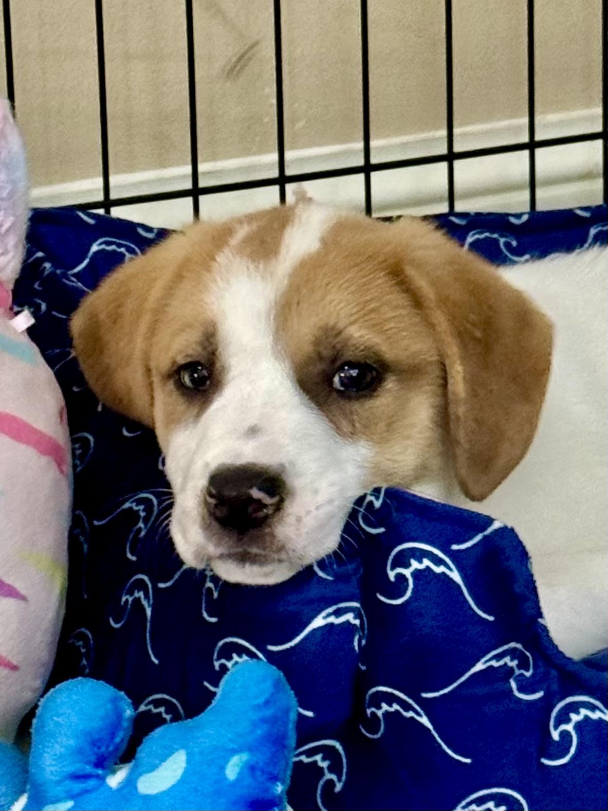 Enlarge Ivy, an adopted mixed breed in Memphis , TN image 2/6