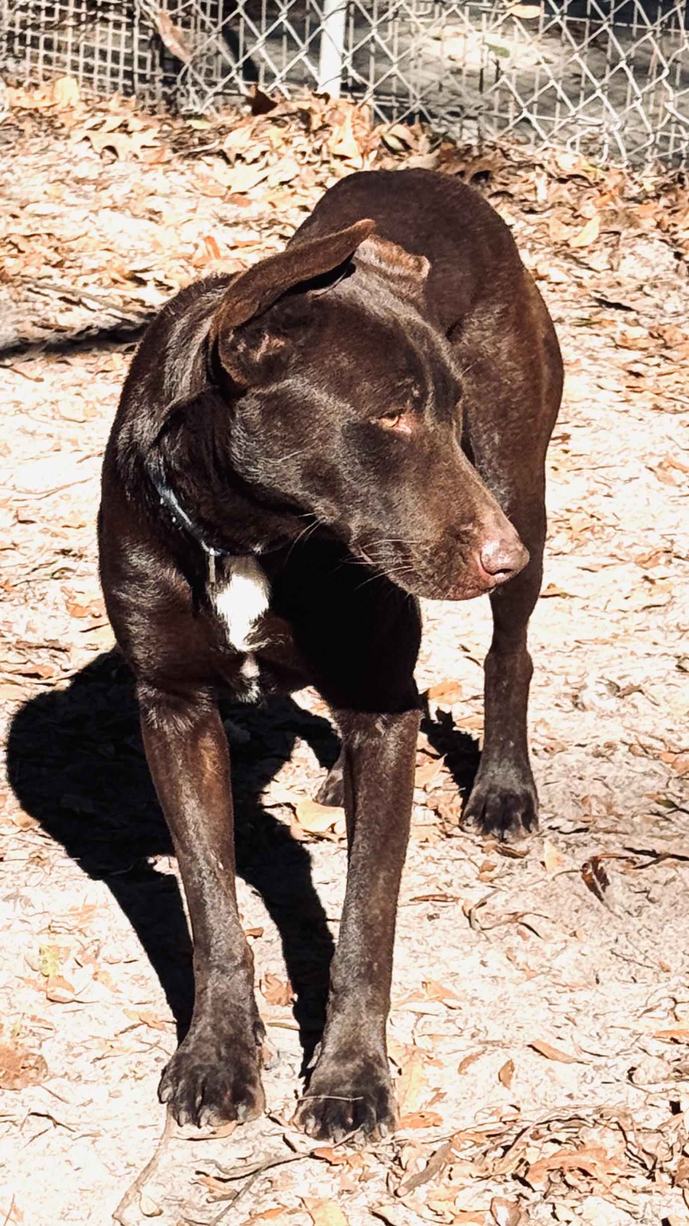 Enlarge Astro, a Adoptable mixed breed in Jacksonville, FL image 4/4