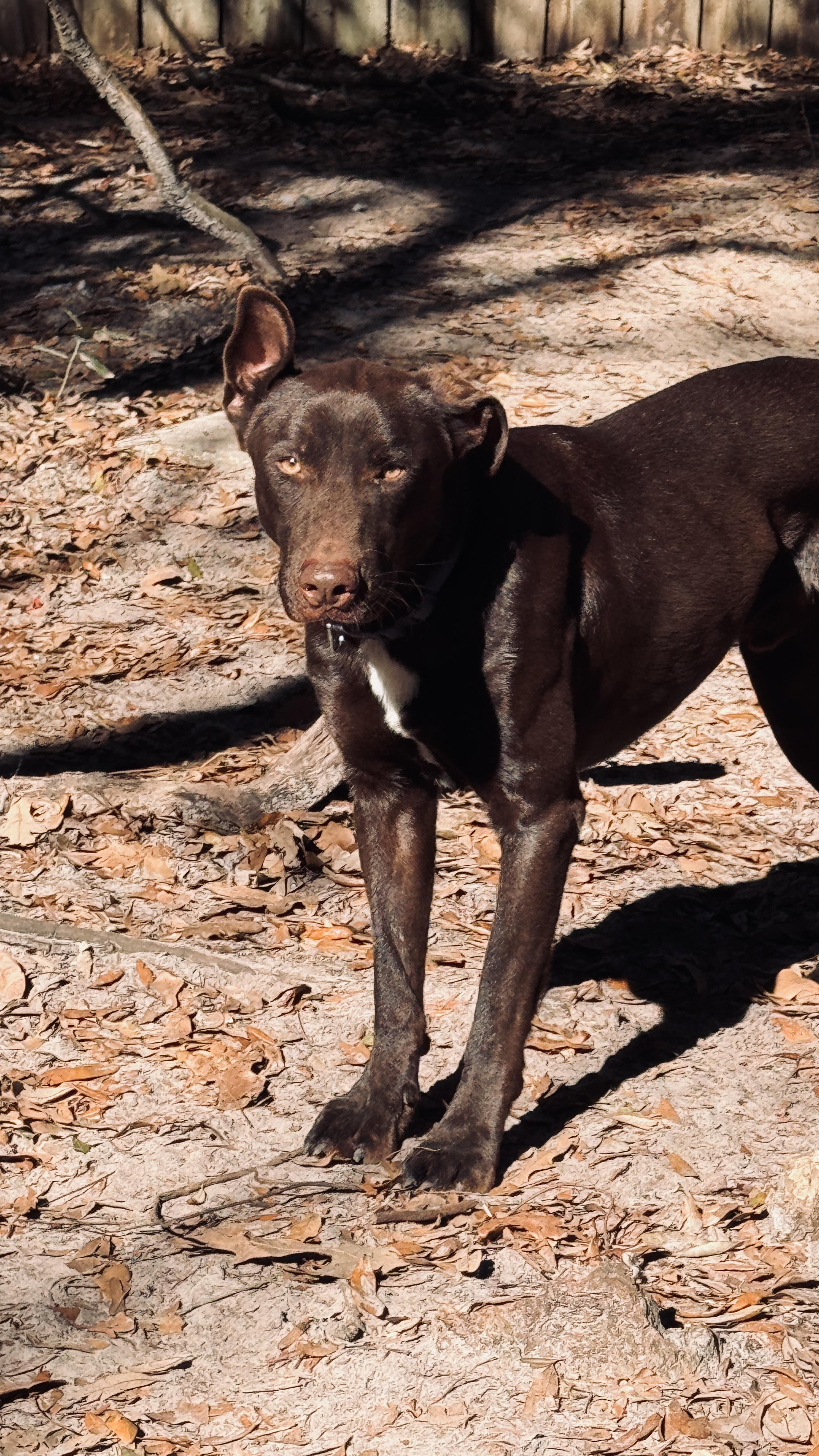 Enlarge Astro, a Adoptable mixed breed in Jacksonville, FL image 3/4