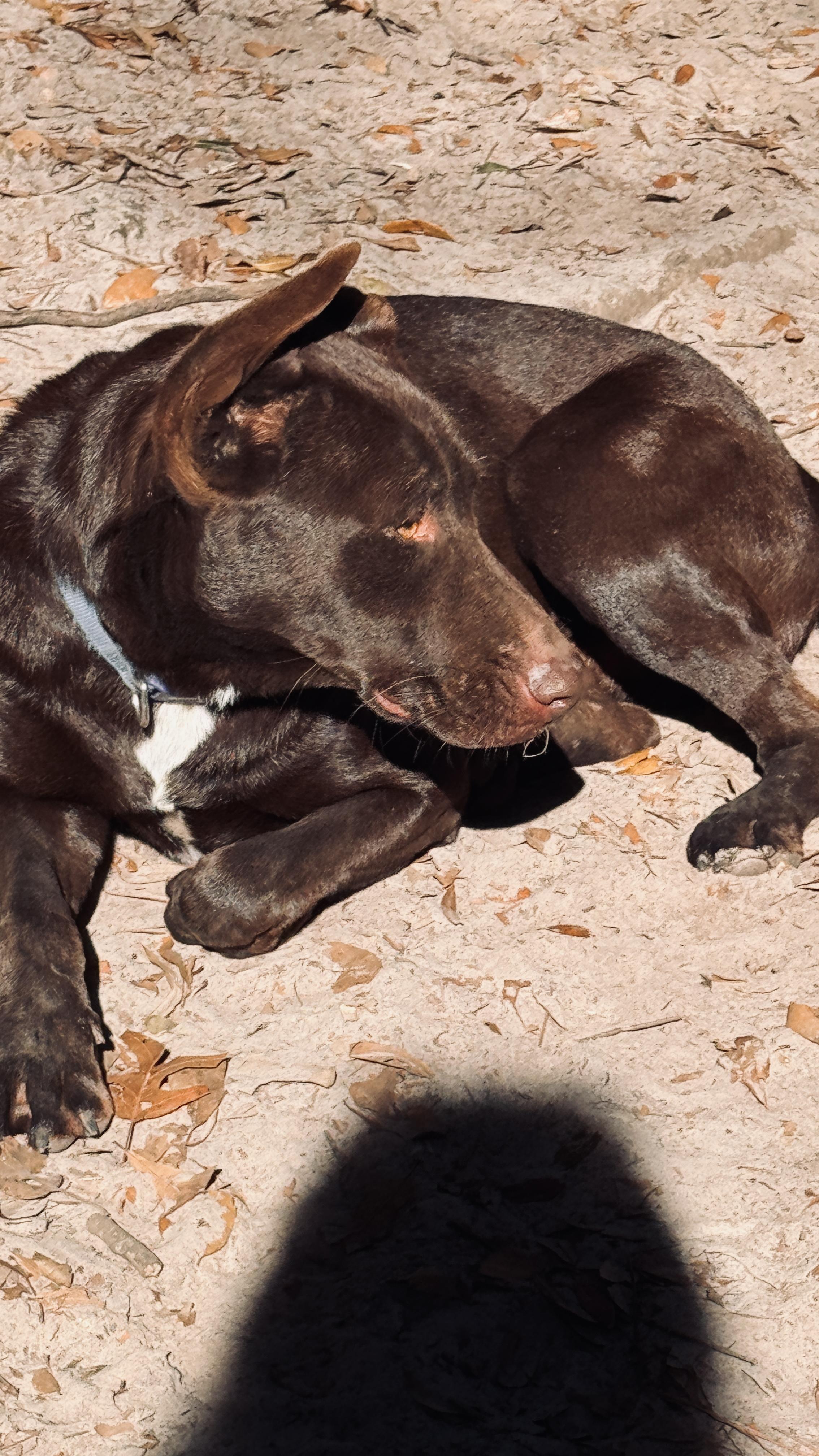 Enlarge Astro, a Adoptable mixed breed in Jacksonville, FL image 2/4