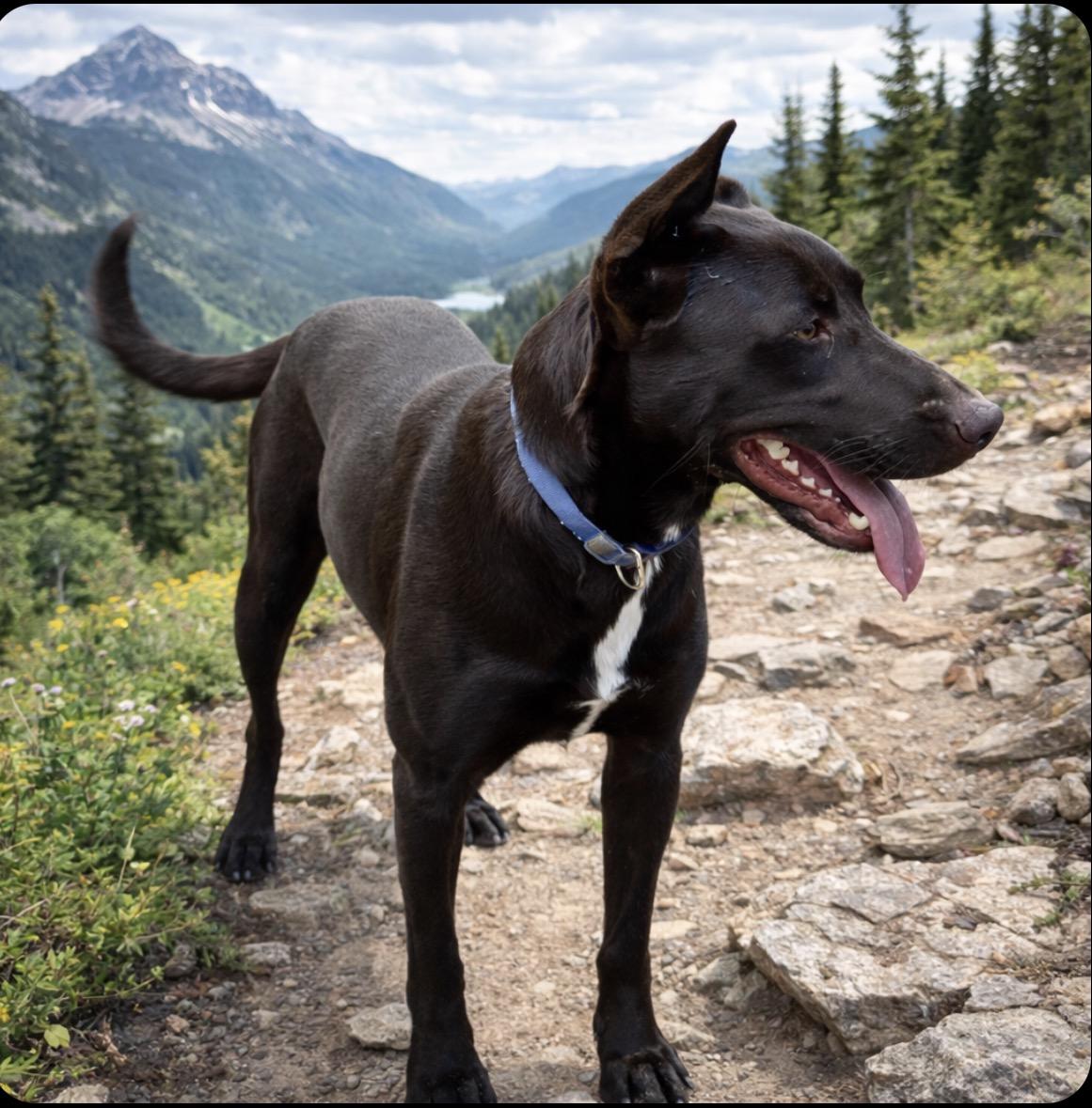 Astro, Adoptable, Adult Male Doberman Pinscher & Labrador Retriever.