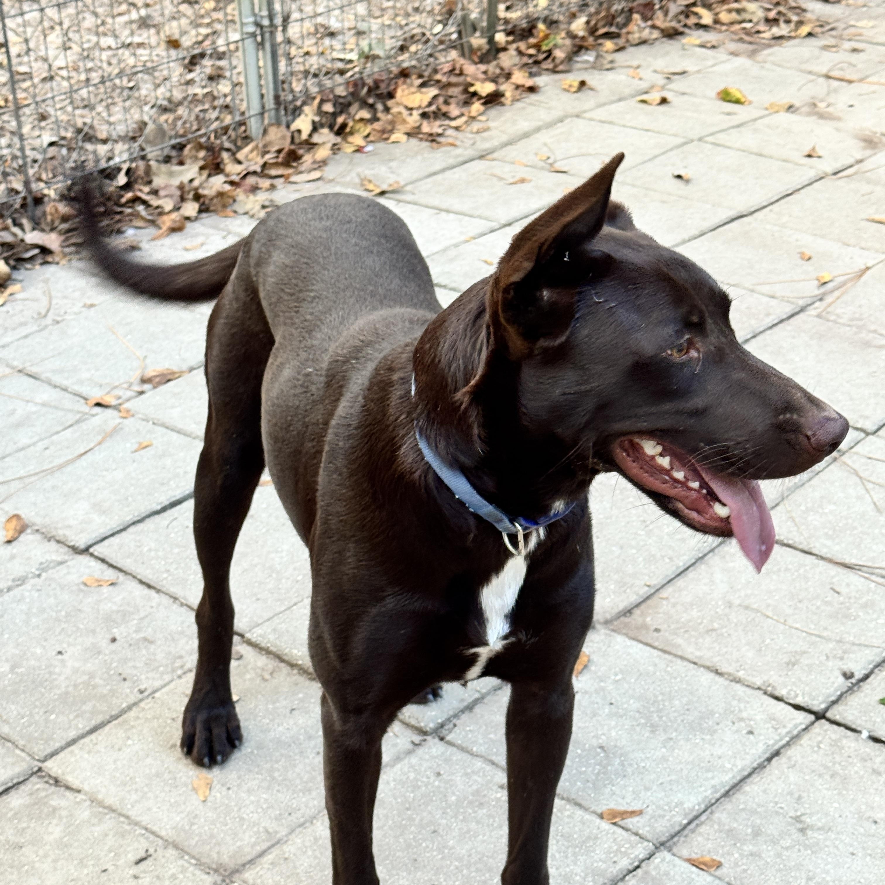 Astro, Adoptable, Young Male Doberman Pinscher & Labrador Retriever.