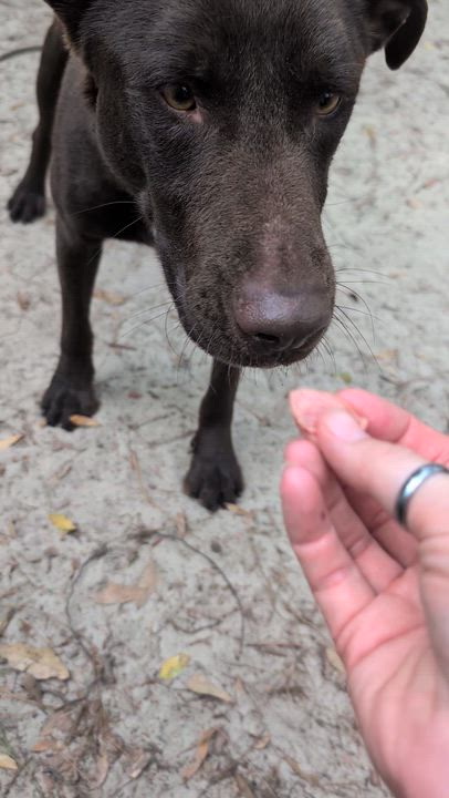 Enlarge Astro, a Adoptable mixed breed in Jacksonville, FL video 5/6