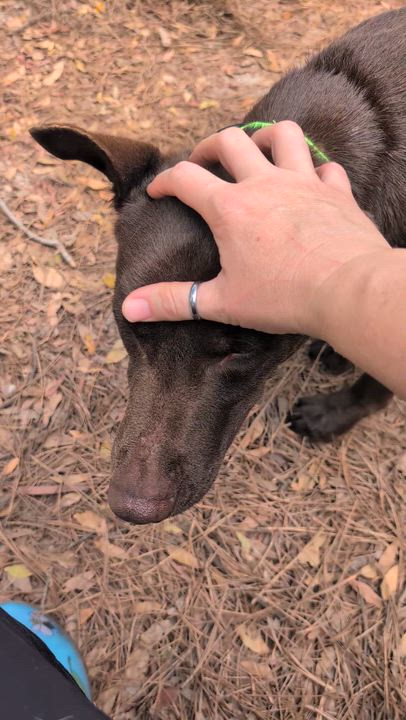 Enlarge Astro, a Adoptable mixed breed in Jacksonville, FL video 6/6