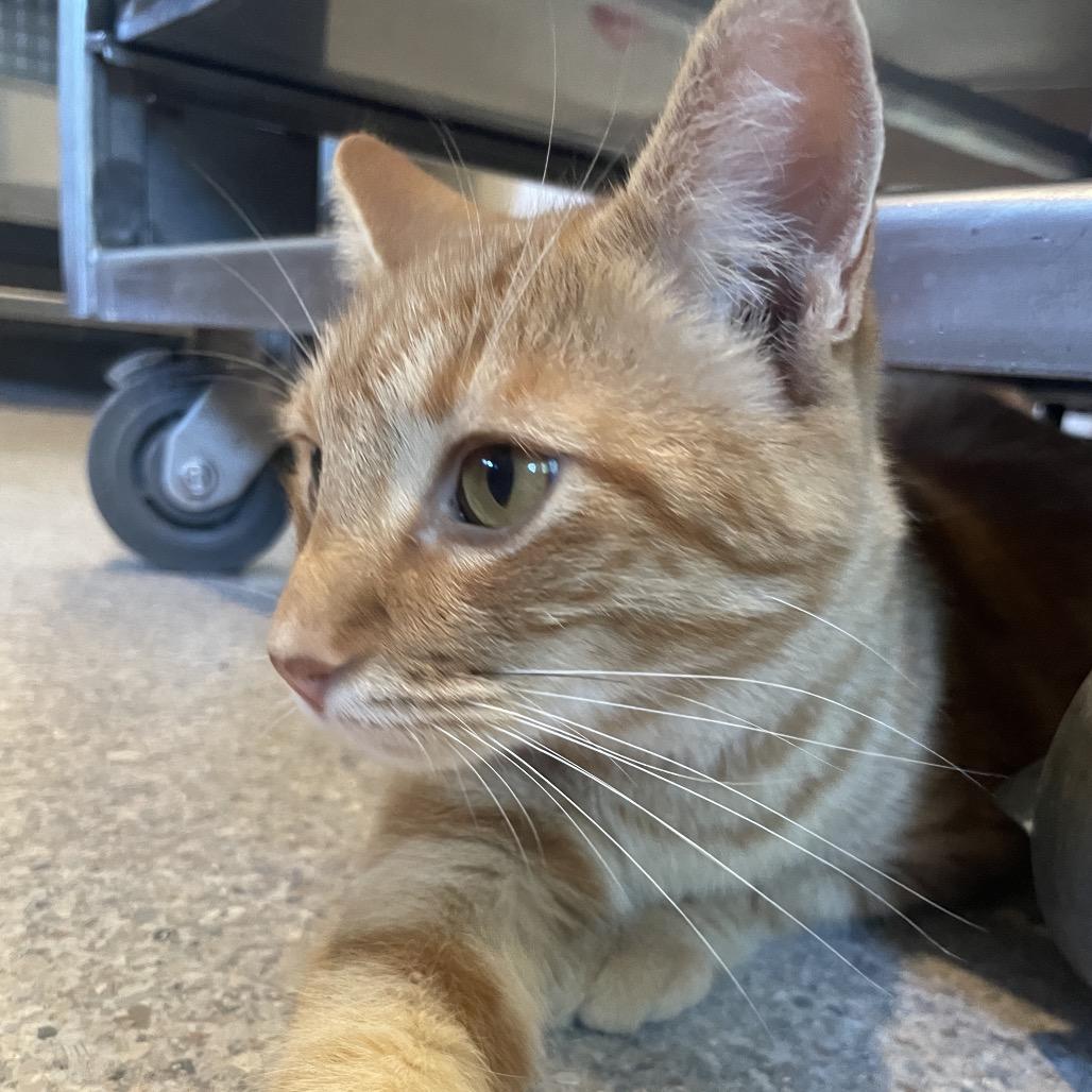 Cheeky Boi, a Adoptable Domestic Short Hair in South Haven, MI image 1/6