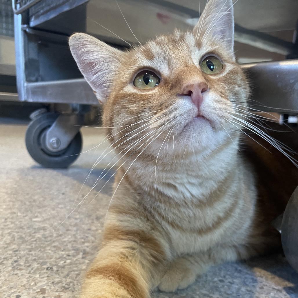 Cheeky Boi, a Adoptable Domestic Short Hair in South Haven, MI image 2/6