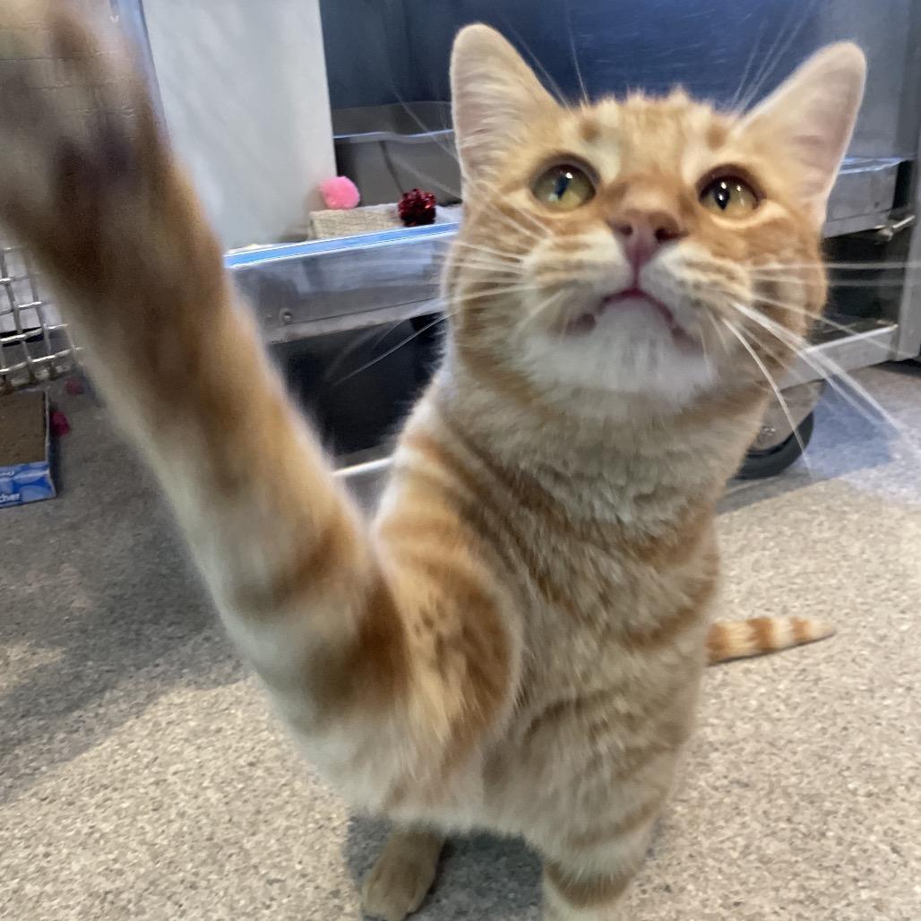 Cheeky Boi, a Adoptable Domestic Short Hair in South Haven, MI image 3/6