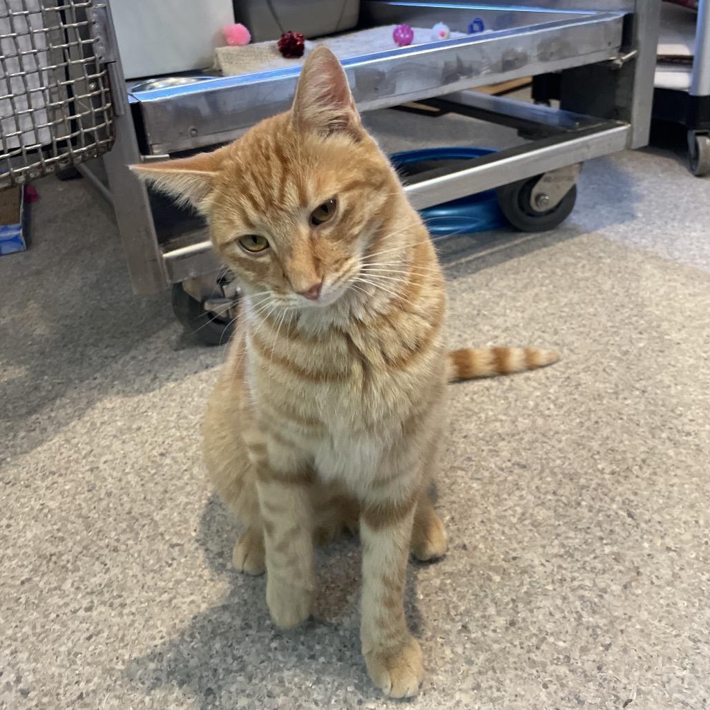 Cheeky Boi, a Adoptable Domestic Short Hair in South Haven, MI image 4/6