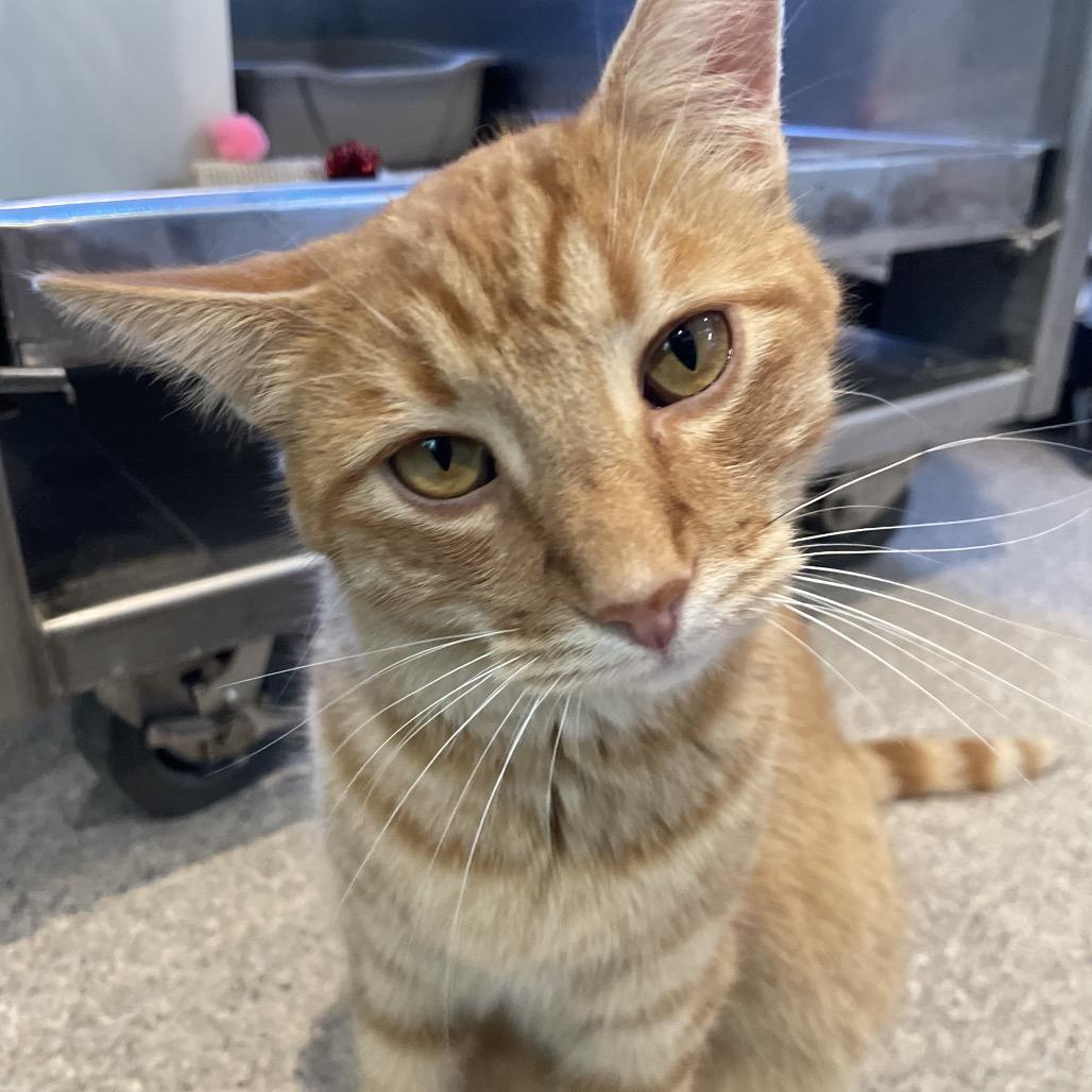 Cheeky Boi, a Adoptable Domestic Short Hair in South Haven, MI image 5/6