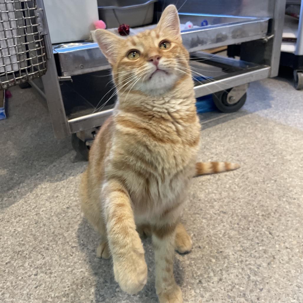 Cheeky Boi, a Adoptable Domestic Short Hair in South Haven, MI image 6/6