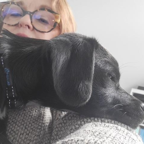 Sully, an adopted mixed breed in Irmo, SC image 3/3