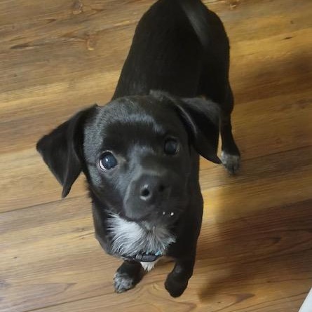 Sully, an adopted mixed breed in Irmo, SC image 1/3